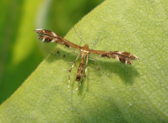 Dejongia lobidactylus