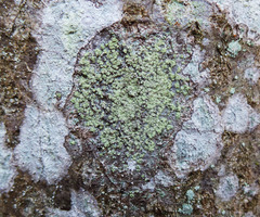 Buellia griseovirens