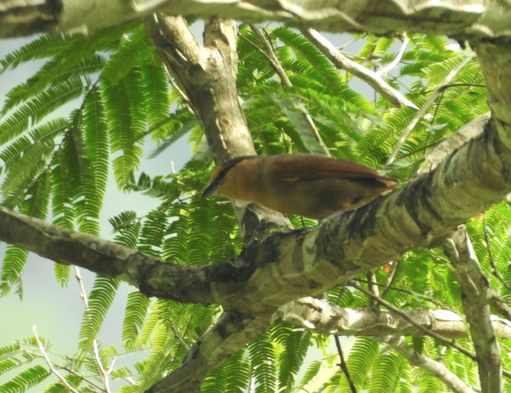 Brown Tanager