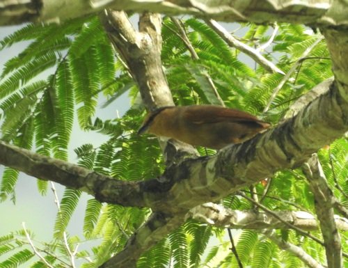 Brown Tanager (Orchesticus abeillei), photo 5