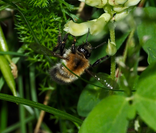Common carder bee