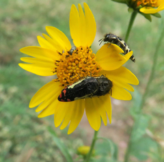 Acmaeodera chiricahuae