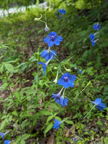 Alabama Larkspur (Delphinium alabamicum)