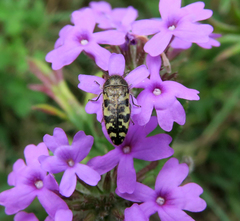 Acmaeodera decipiens