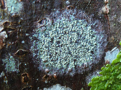Buellia griseovirens