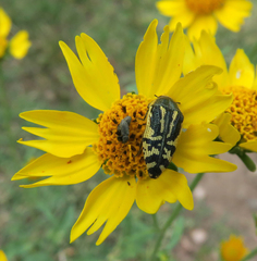 Acmaeodera amplicollis