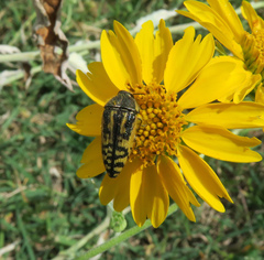 Acmaeodera amplicollis