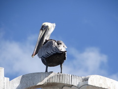Pelecanus occidentalis