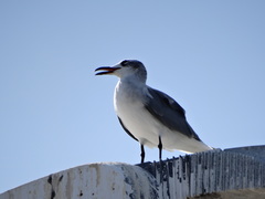 Leucophaeus atricilla
