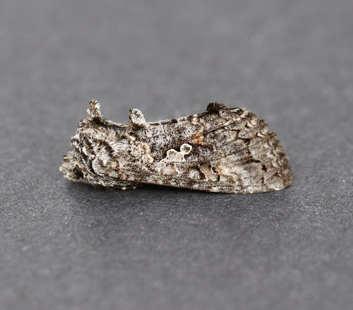 Dusky Silver Υ Moth photo 4