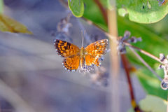 Aricoris campestris