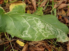 Phytomyza lappae