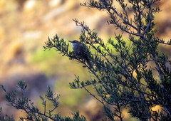 Tarphonomus certhioides