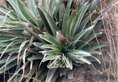 Tarphonomus certhioides