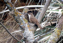 Tarphonomus certhioides