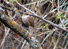 Tarphonomus certhioides