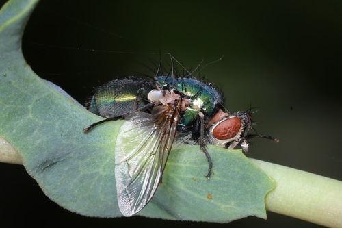 Entomophthora muscae