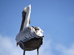 Pelecanus occidentalis