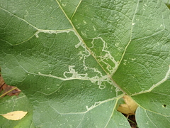 Phytomyza lappae