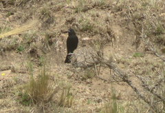 Knipolegus aterrimus