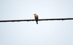 Streak-Throated Bush Tyrant photo 5