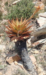 Aloe lineata