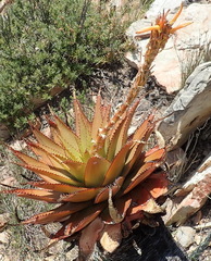 Aloe lineata