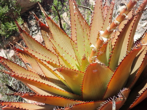 Image of Aloe lineata by (c) Nicola van Berkel, some rights reserved (CC BY-SA)