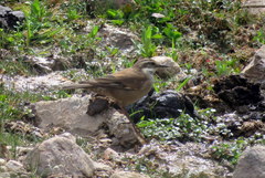 Cinclodes atacamensis