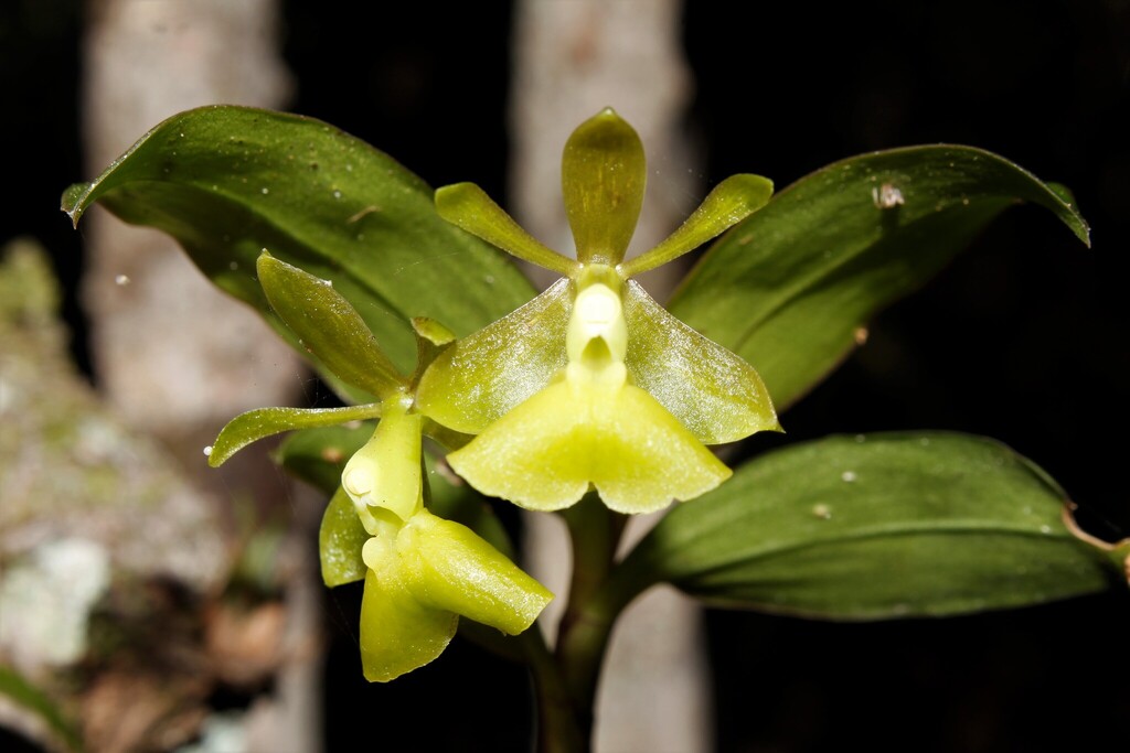 Epidendrum jamaicense