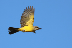 Tropical Kingbird photo 3
