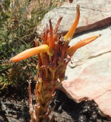 Aloe lineata
