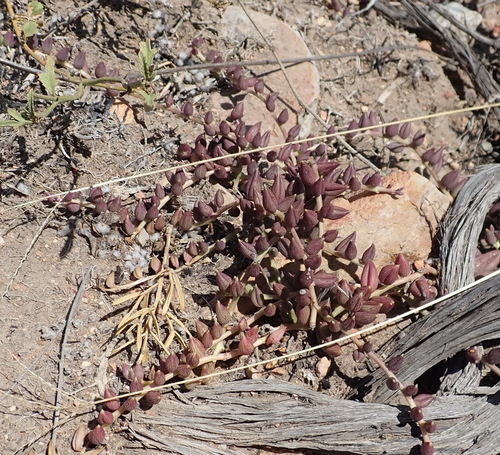 Curio radicans f. variegatus 3