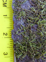 Frullania deplanata