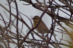 Prunella atrogularis