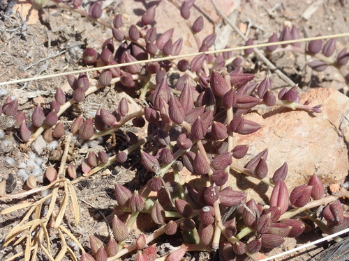 Senecio gonocladus Sch.Bip. 3