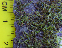 Frullania deplanata