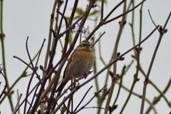 Prunella atrogularis
