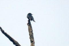Knipolegus aterrimus