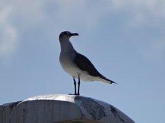 Leucophaeus atricilla