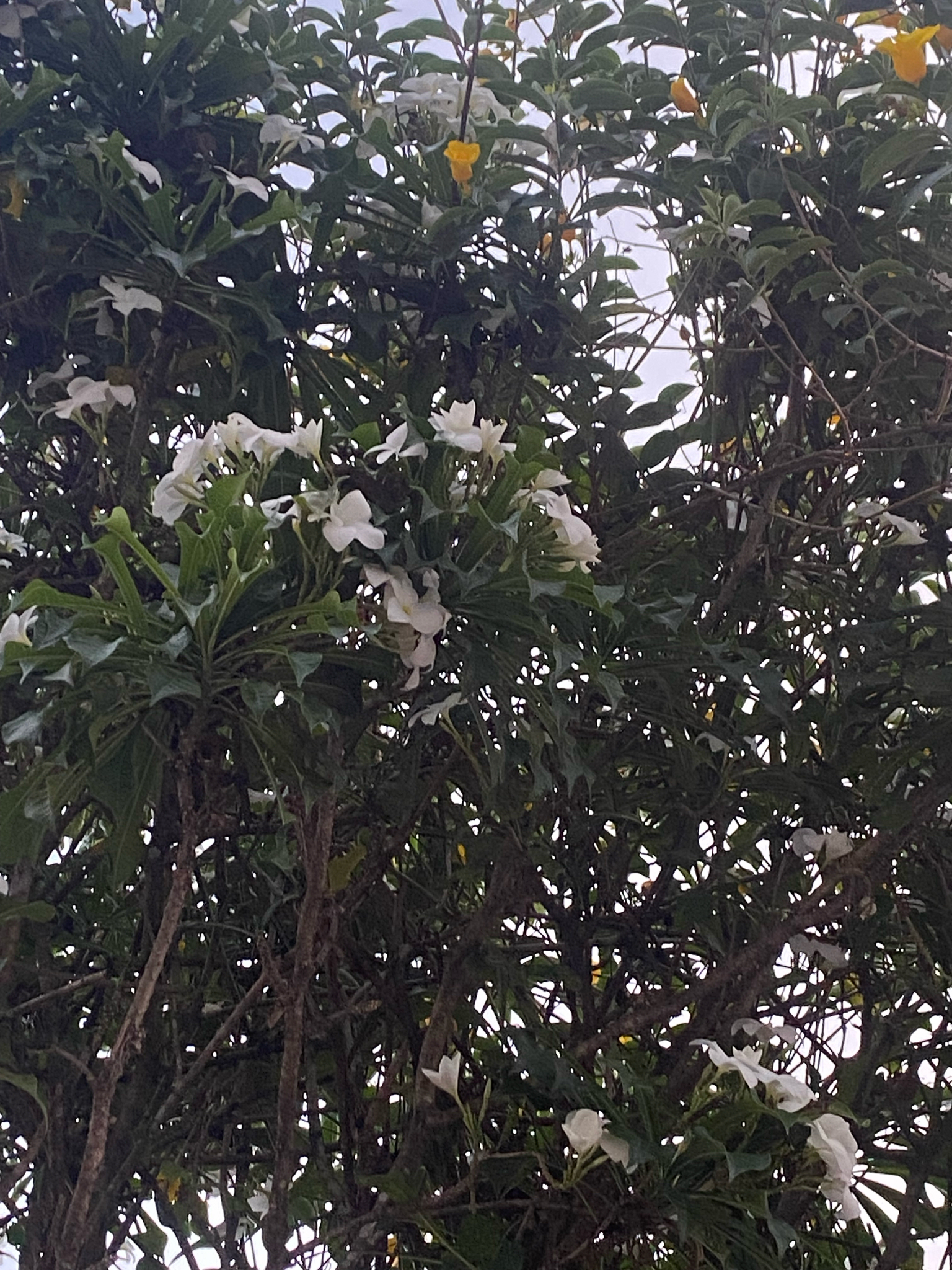 Plumeria pudica