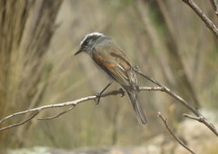 Ochthoeca leucophrys