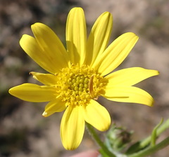 Osteospermum polygaloides
