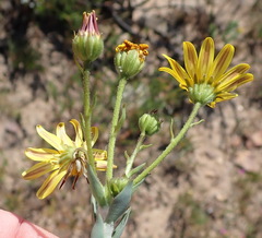 Osteospermum polygaloides