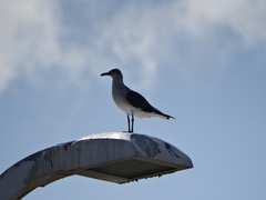 Leucophaeus atricilla