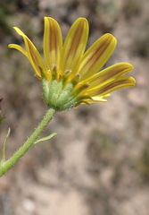 Osteospermum polygaloides