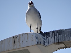 Leucophaeus atricilla