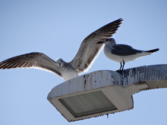 Leucophaeus atricilla