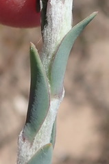 Osteospermum polygaloides