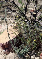 Osteospermum polygaloides